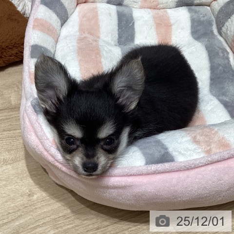 東京都のチワワ(ロング) (ペットプラス 立川高島屋S.C.店/2025年9月18日生まれ/男の子/ブラッククリームホワイト)の子犬の4枚目の画像