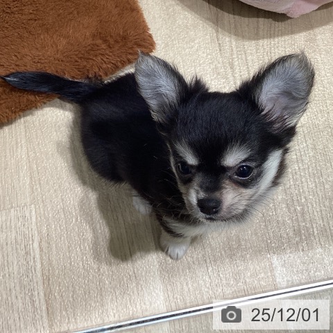 東京都のチワワ(ロング) (ペットプラス 立川高島屋S.C.店/2025年9月18日生まれ/男の子/ブラッククリームホワイト)の子犬の3枚目の画像