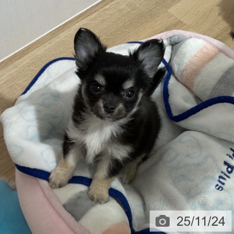 長野県のチワワ(ロング) (ペットプラス 長野店/2025年9月18日生まれ/女の子/ブラッククリームホワイト)の子犬の4枚目の画像