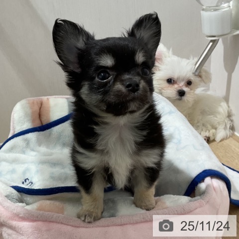 長野県のチワワ(ロング) (ペットプラス 長野店/2025年9月18日生まれ/女の子/ブラッククリームホワイト)の子犬の3枚目の画像