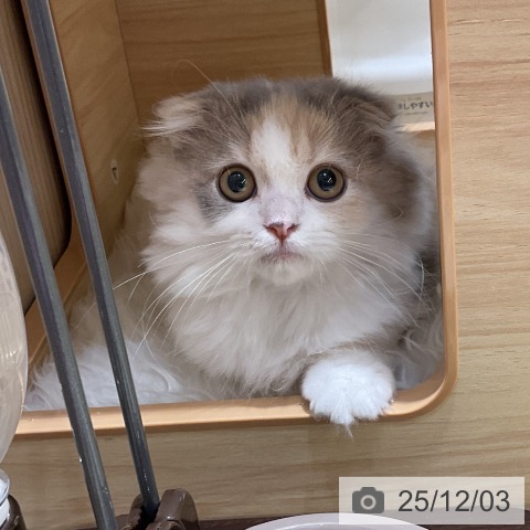 福島県のスコティッシュフォールド (ペットプラス イオンタウン郡山店/2025年9月8日生まれ/女の子/ブルーパッチドタビーホワイト)の子猫の4枚目の画像