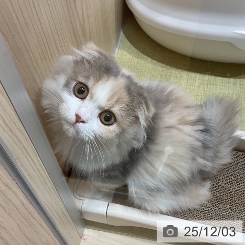 福島県のスコティッシュフォールド (ペットプラス イオンタウン郡山店/2025年9月8日生まれ/女の子/ブルーパッチドタビーホワイト)の子猫の3枚目の画像