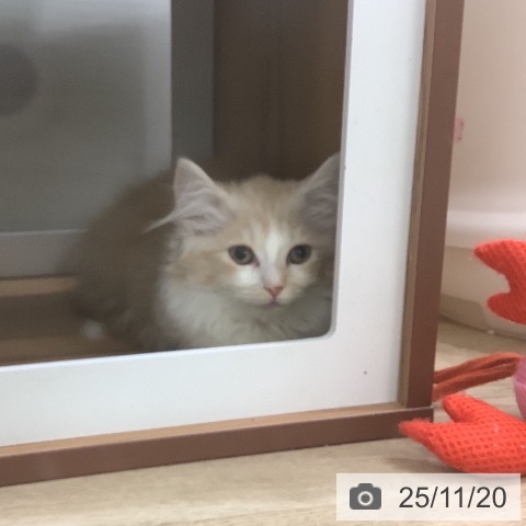 マンチカンの写真