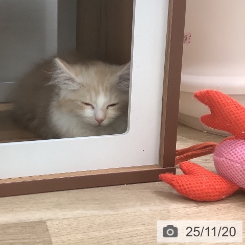 マンチカンの写真