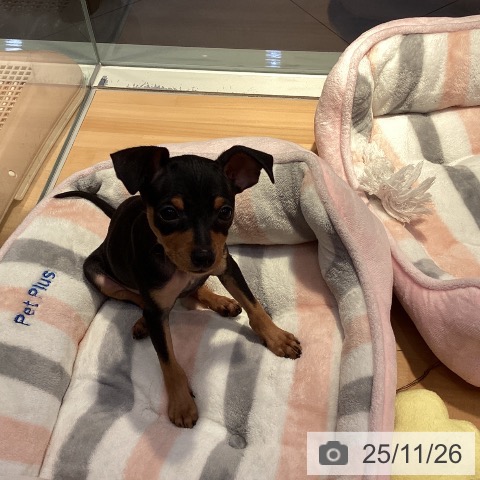 山形県のミニチュアピンシャー (ペットプラス 天童店/2025年9月19日生まれ/女の子/ブラックタン)の子犬の3枚目の画像