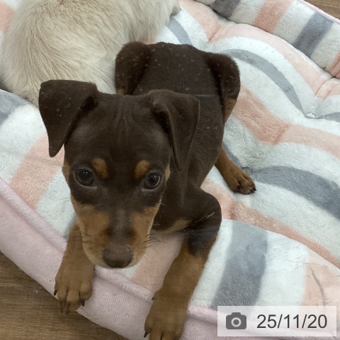 ミニチュア・ピンシャーの写真