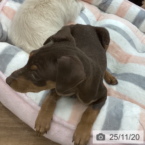 ミニチュア・ピンシャーの写真