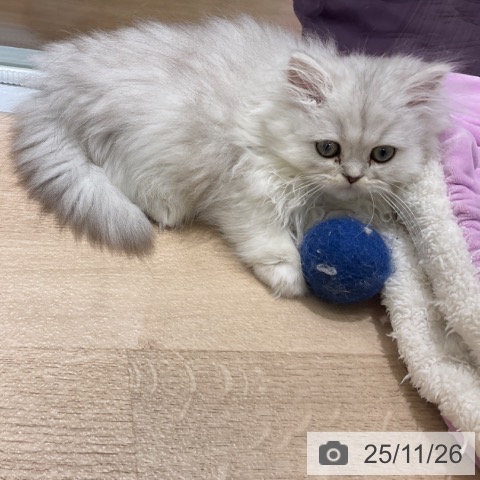 ペルシャの写真