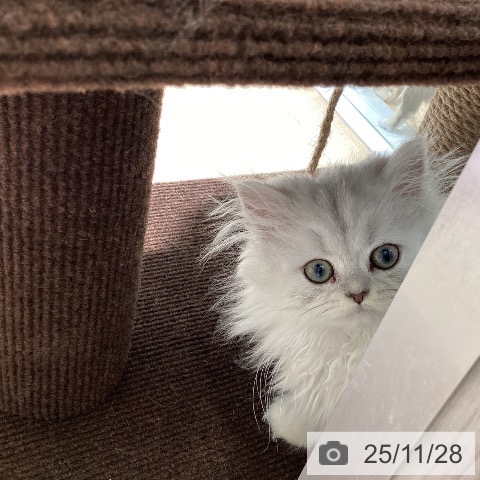 ペルシャの写真