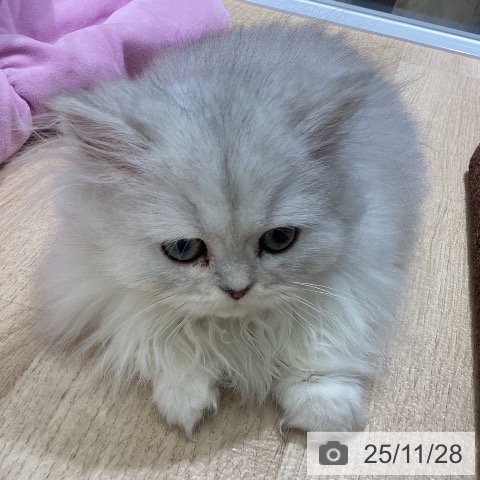 ペルシャの写真