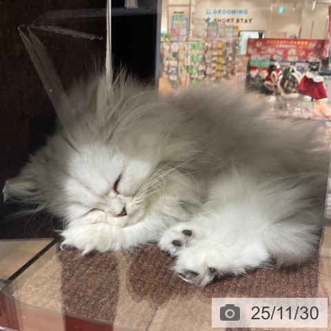 ペルシャの写真