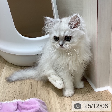 埼玉県のペルシャ (ペットプラス ららぽーと新三郷店/2025年9月13日生まれ/女の子/チンチラシルバー)の子猫の4枚目の画像
