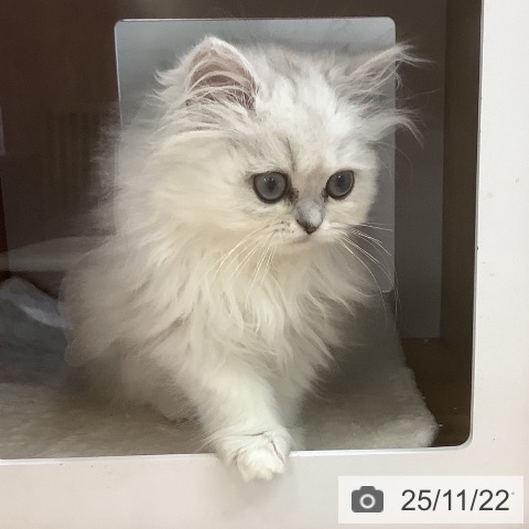 埼玉県のペルシャ (ペットプラス ららぽーと新三郷店/2025年9月13日生まれ/女の子/チンチラシルバー)の子猫の3枚目の画像