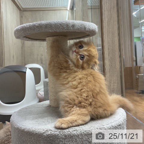 スコティッシュフォールドの写真