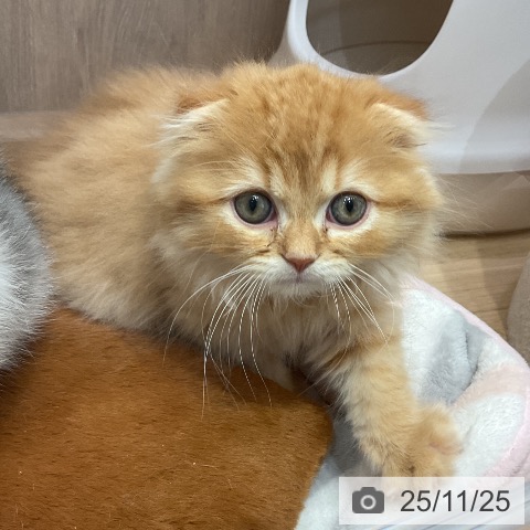 スコティッシュフォールドの写真