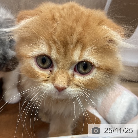 スコティッシュフォールドの写真