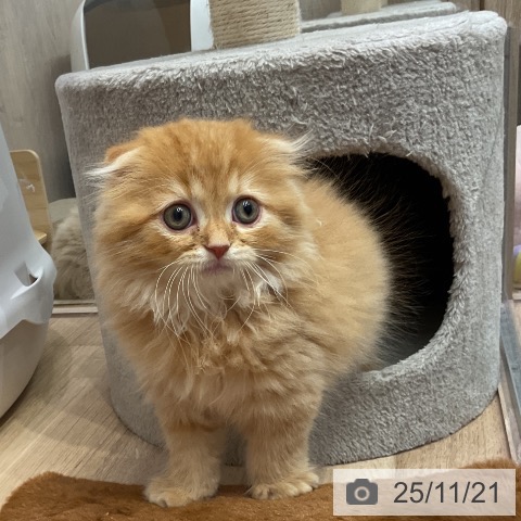 スコティッシュフォールドの写真