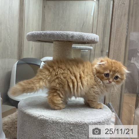 スコティッシュフォールドの写真