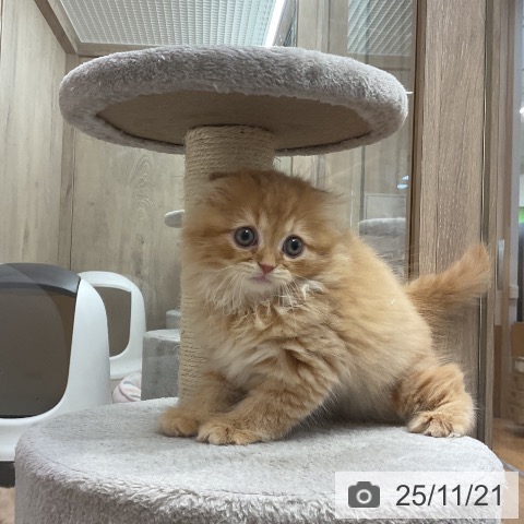 スコティッシュフォールドの写真