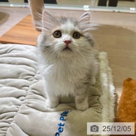 東京都のスコティッシュフォールド (ペットプラス 板橋店/2025年9月19日生まれ/女の子/ダイリュートキャリコ)の子猫の4枚目の画像