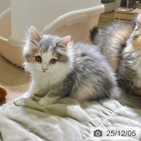 東京都のスコティッシュフォールド (ペットプラス 板橋店/2025年9月19日生まれ/女の子/ダイリュートキャリコ)の子猫の3枚目の画像