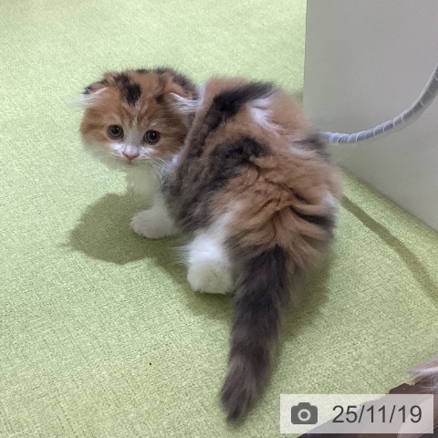 スコティッシュフォールドの写真