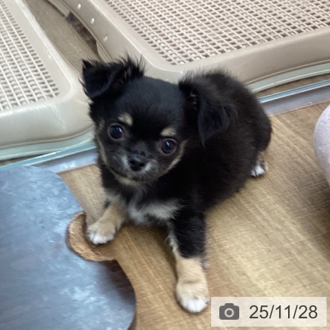 東京都のチワワ(ロング) (ペッツワン 青梅インター店/2025年9月17日生まれ/男の子/ブラックタン)の子犬の3枚目の画像