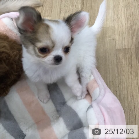 茨城県のチワワ(ロング) (ペットプラス つくば店/2025年9月17日生まれ/女の子/ホワイトフォーン)の子犬の3枚目の画像