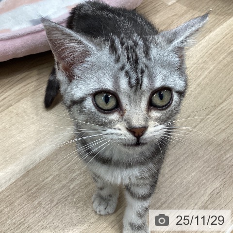 宮城県のアメリカンショートヘアー (ペットプラス 仙台上杉店/2025年9月14日生まれ/女の子/シルバータビー)の子猫の4枚目の画像