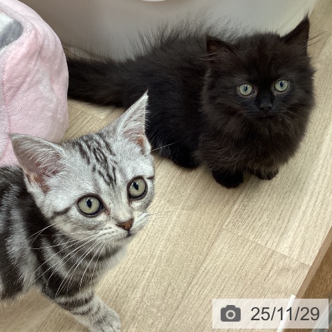 宮城県のアメリカンショートヘアー (ペットプラス 仙台上杉店/2025年9月14日生まれ/女の子/シルバータビー)の子猫の3枚目の画像