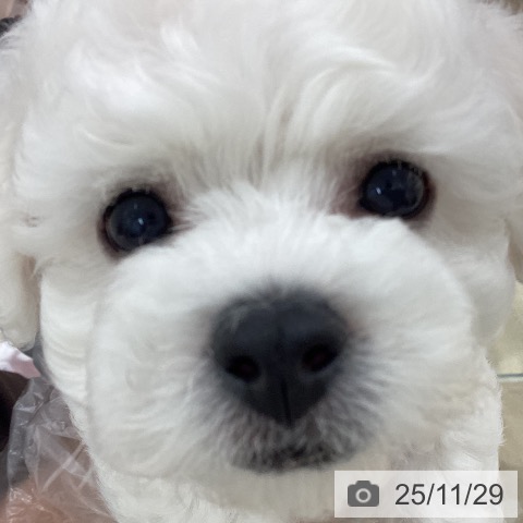 宮城県のビションフリーゼ (ペットプラス 仙台上杉店/2025年9月20日生まれ/男の子/ホワイト)の子犬の4枚目の画像