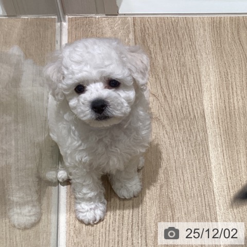 宮城県のビションフリーゼ (ペットプラス 仙台上杉店/2025年9月20日生まれ/男の子/ホワイト)の子犬の3枚目の画像