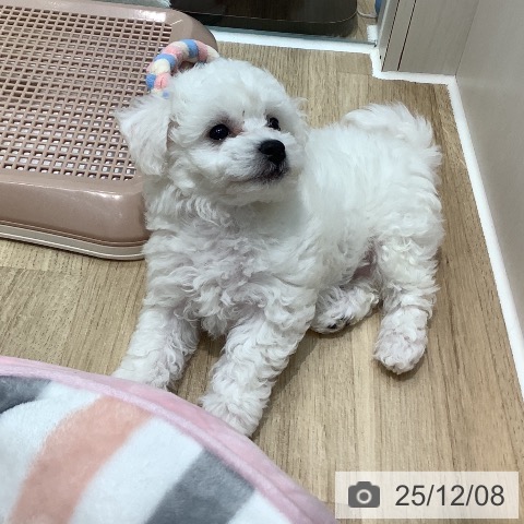 埼玉県のビションフリーゼ (ペットプラス ららぽーと新三郷店/2025年9月20日生まれ/男の子/ホワイト)の子犬の4枚目の画像