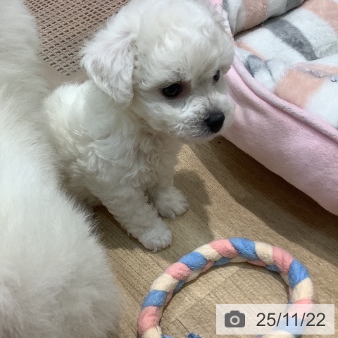 ビション・フリーゼの写真