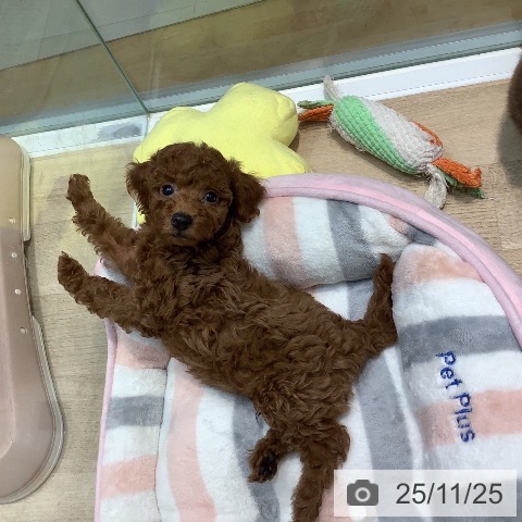 トイ・プードルの写真