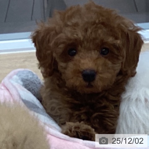 千葉県のトイプードル(トイ) (ペットプラス 船橋店/2025年9月21日生まれ/女の子/レッド)の子犬の4枚目の画像