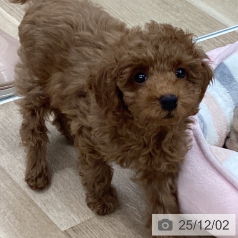 千葉県のトイプードル(トイ) (ペットプラス 船橋店/2025年9月21日生まれ/女の子/レッド)の子犬の3枚目の画像