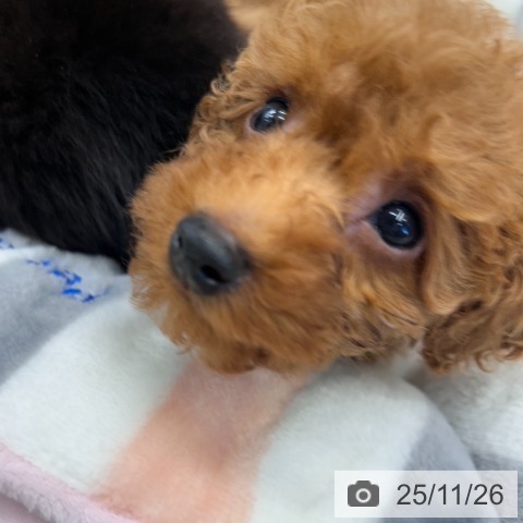 トイ・プードルの写真