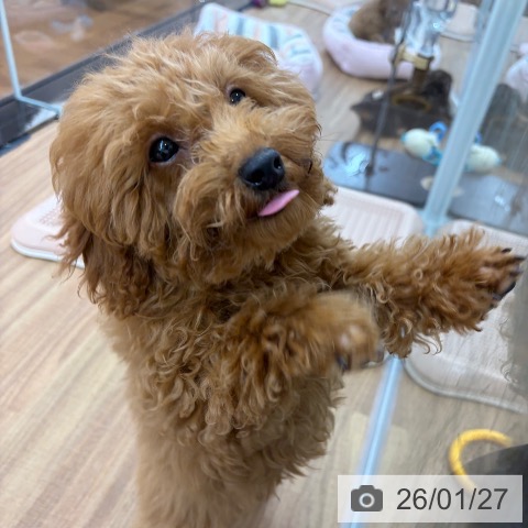 トイ・プードルの写真