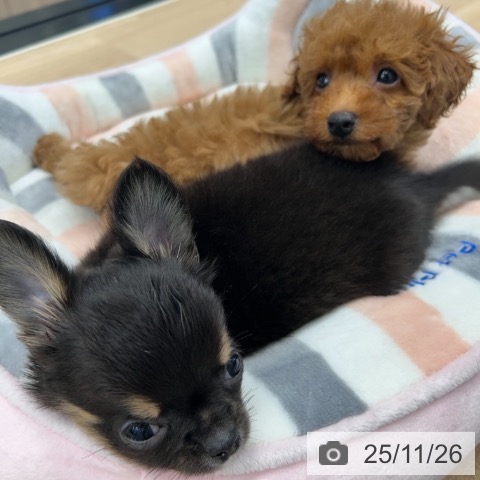 トイ・プードルの写真