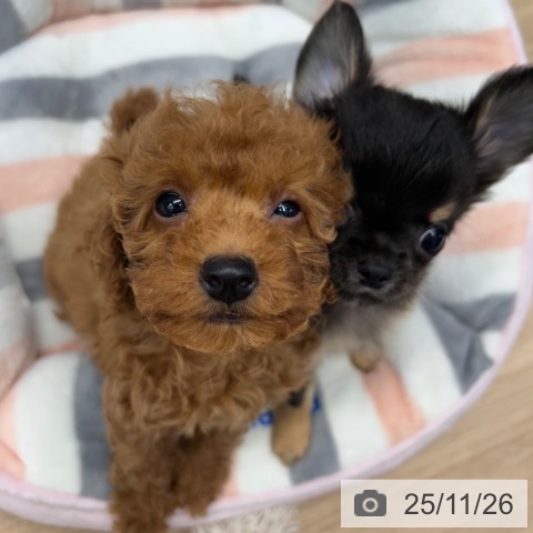 トイ・プードルの写真