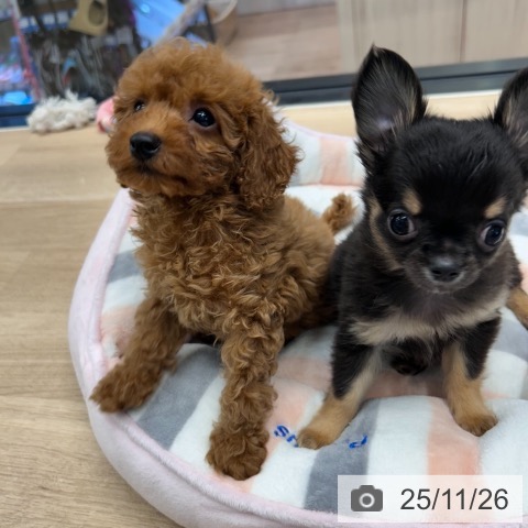 トイ・プードルの写真