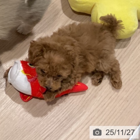 埼玉県のトイプードル(トイ) (ペットプラス コクーンシティ店/2025年9月21日生まれ/女の子/レッド)の子犬の4枚目の画像