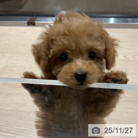 埼玉県のトイプードル(トイ) (ペットプラス コクーンシティ店/2025年9月21日生まれ/女の子/レッド)の子犬の3枚目の画像