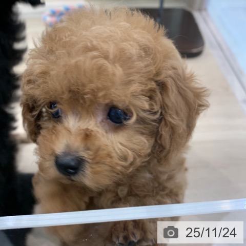 トイ・プードルの写真