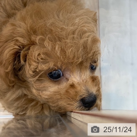 トイ・プードルの写真