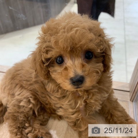 トイ・プードルの写真