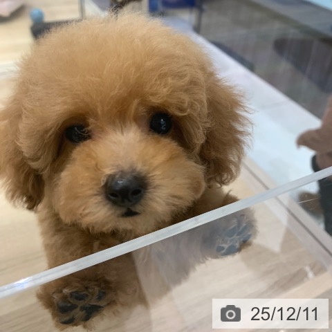 東京都のトイプードル(トイ) (ペットプラス アクアシティお台場店/2025年9月21日生まれ/女の子/レッド)の子犬の4枚目の画像