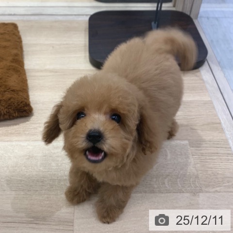 東京都のトイプードル(トイ) (ペットプラス アクアシティお台場店/2025年9月21日生まれ/女の子/レッド)の子犬の3枚目の画像