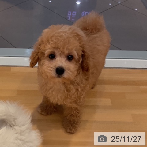 トイ・プードルの写真